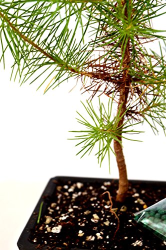 9GreenBox - Japanese Black Pine Bonsai with Water Tray and Fertilizer