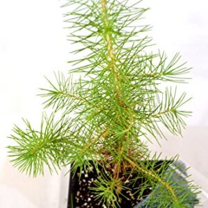 9GreenBox - Japanese Black Pine Bonsai with Water Tray and Fertilizer