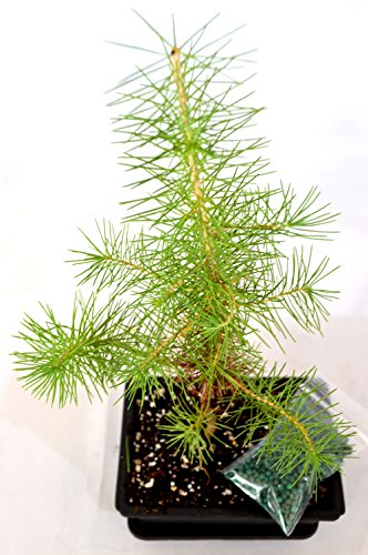 9GreenBox - Japanese Black Pine Bonsai with Water Tray and Fertilizer