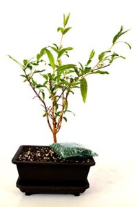 9greenbox - dwarf pomegranate mame bonsai with water tray and fertilizer live plant ornament decor for home, kitchen, office, table, desk - attracts zen, luck, good fortune - non-gmo, grown in the usa