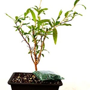 9GreenBox - Dwarf Pomegranate Mame Bonsai with Water Tray and Fertilizer Live Plant Ornament Decor for Home, Kitchen, Office, Table, Desk - Attracts Zen, Luck, Good Fortune - Non-GMO, Grown in the USA