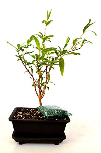 9GreenBox - Dwarf Pomegranate Mame Bonsai with Water Tray and Fertilizer Live Plant Ornament Decor for Home, Kitchen, Office, Table, Desk - Attracts Zen, Luck, Good Fortune - Non-GMO, Grown in the USA