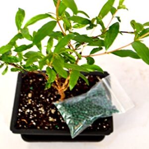 9GreenBox - Dwarf Pomegranate Mame Bonsai with Water Tray and Fertilizer Live Plant Ornament Decor for Home, Kitchen, Office, Table, Desk - Attracts Zen, Luck, Good Fortune - Non-GMO, Grown in the USA