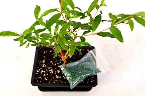 9GreenBox - Dwarf Pomegranate Mame Bonsai with Water Tray and Fertilizer Live Plant Ornament Decor for Home, Kitchen, Office, Table, Desk - Attracts Zen, Luck, Good Fortune - Non-GMO, Grown in the USA