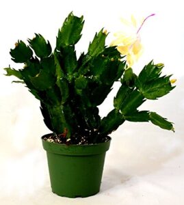 9greenbox - rare yellow christmas cactus plant - zygocactus - 4" pot