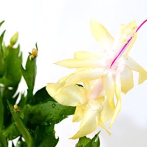 9GreenBox - Rare Yellow Christmas Cactus Plant - Zygocactus - 4" Pot