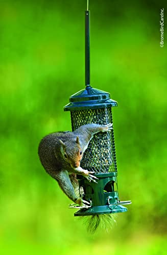 Squirrel Buster Standard Squirrel-proof Bird Feeder w/4 Metal Perches, 1.3-pound Seed Capacity, garden green