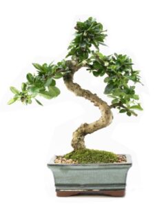 fukien tea 6" bonsai tree