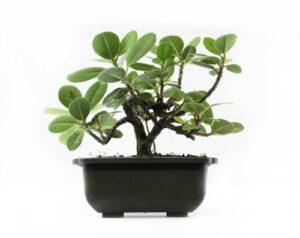 green island 5" bonsai