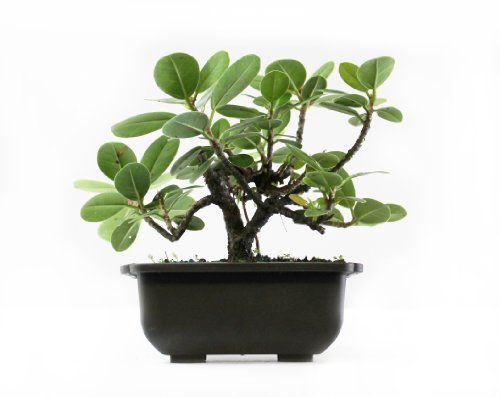 Green Island 5" Bonsai