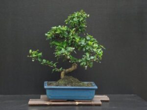 fukien tea bonsai flowering plant 17" tall with 10" pot over 15 years old tree