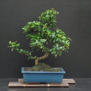 Fukien Tea Bonsai Flowering Plant 17" Tall with 10" Pot Over 15 Years Old Tree