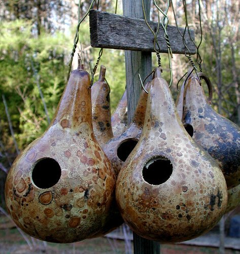 (VGOH)~"MARTIN BIRDHOUSE" GOURD~Seed!!!!~~~Extremely Prolific!~~Hardshell Variety!