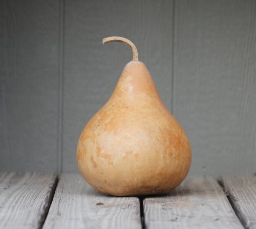 (VGOH)~"MARTIN BIRDHOUSE" GOURD~Seed!!!!~~~Extremely Prolific!~~Hardshell Variety!