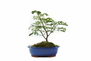 indoorbonsaiandexotics brazilian raintree bonsai