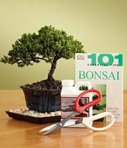 sheryls shop deluxe bonsai kit