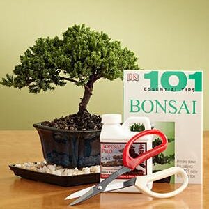 Sheryls Shop Deluxe Bonsai Kit