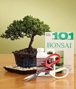 Sheryls Shop Deluxe Bonsai Kit