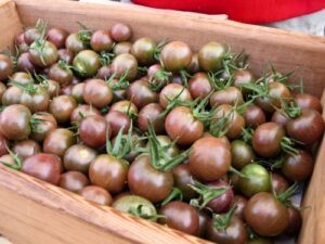 30+ chocolate cherry heirloom tomato seeds- by ohio heirloom seeds