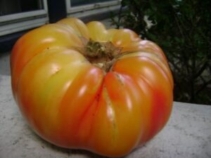 75+ mr stripey heirloom tomato seeds