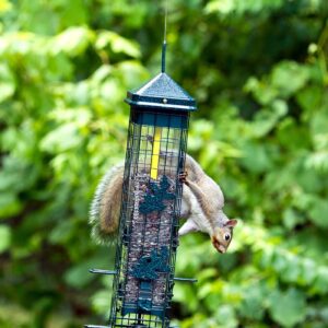 Squirrel Solution200 Squirrel-proof Bird Feeder w/6 Feeding Ports, 3.4-pound Seed Capacity, Free Seed Funnel