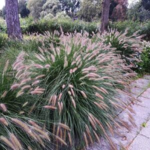 outsidepride pennisetum chinese black fountain ornamental grass for beds, borders, & containers - 100 seeds