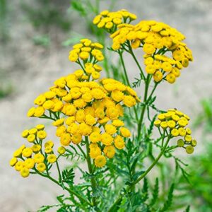 outsidepride perennial tanacetum vulgare tansy garden plants, use leaves for drying & dyes - 5000 seeds