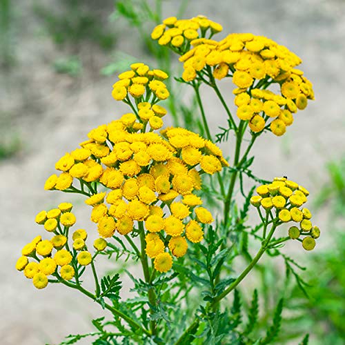 Outsidepride Perennial Tanacetum Vulgare Tansy Garden Plants, Use Leaves for Drying & Dyes - 5000 Seeds