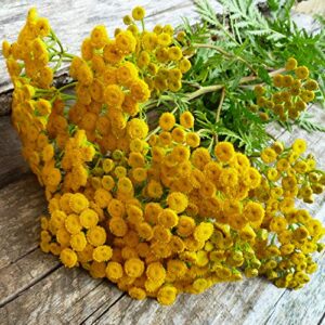 Outsidepride Perennial Tanacetum Vulgare Tansy Garden Plants, Use Leaves for Drying & Dyes - 5000 Seeds