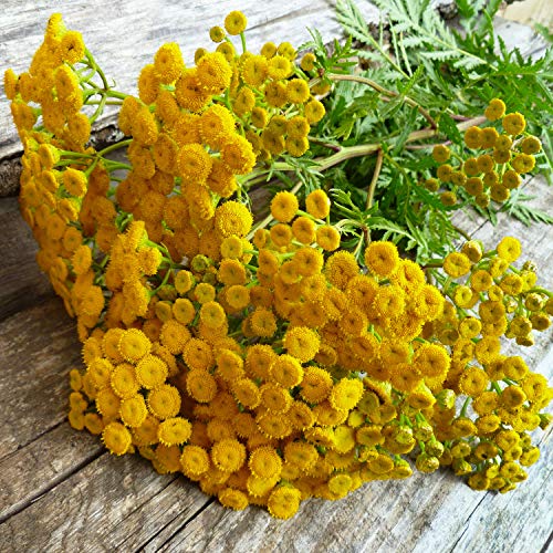 Outsidepride Perennial Tanacetum Vulgare Tansy Garden Plants, Use Leaves for Drying & Dyes - 5000 Seeds