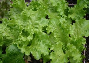ohio heirloom black-seeded simpson lettuce seeds, 1,000+ heirloom, non-gmo lettuce seeds for spring, summer, fall, winter planting in gardens & hydroponics