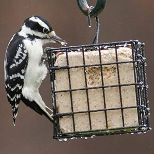 More Birds Suet Cage Bird Feeder, Fruit and Suet Feeder, Single Cake Capacity ,Black