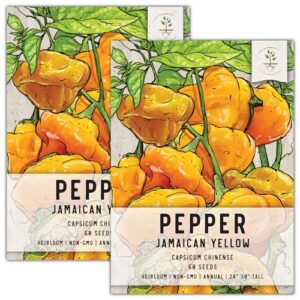 seed needs, jamaican yellow hot pepper seeds for planting (capsicum chinense) twin pack of 60 seeds each - heirloom, non-gmo & untreated