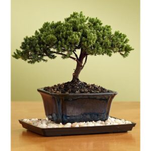 indoorbonsaiandexotics juniper with tray and pebbles bonsai tree