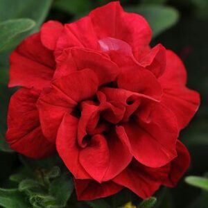 double wave red petunia seeds seed pack