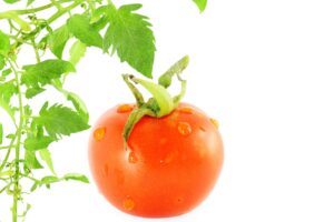 patio tomato seeds - hybrid