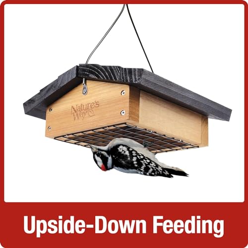 Nature's Way Bird Products CWF2 Cedar wood Suet Upside-Down Bird Feeder, 8.5"L x 8.5"W x 4.13"H, Black