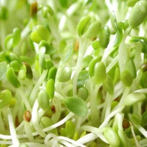 Todd’s Seeds - Alfalfa Sprouting Seeds - 1 Pound Bulk Alfalfa Seeds - Fast Growing Seeds with High Sprout Germination