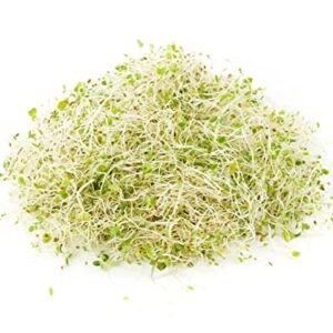 Todd’s Seeds - Alfalfa Sprouting Seeds - 1 Pound Bulk Alfalfa Seeds - Fast Growing Seeds with High Sprout Germination