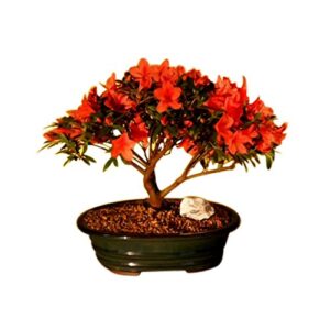 bonsai boy flowering red azalea ('hino crimson' (kurume)