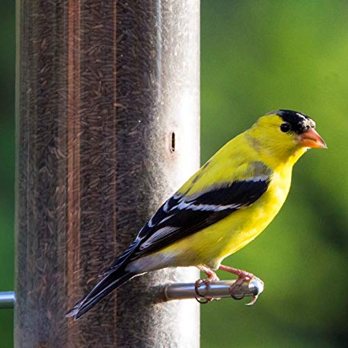 Lyric Nyjer Seed Wild Bird Seed Finch Food - Attracts Goldfinches, House Finches & Purple Finches -10 lb Bag