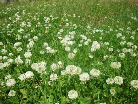 SeedRanch Nitro-Coated and Inoculated Seedranch White Dutch Clover Seeds - 5 Pounds
