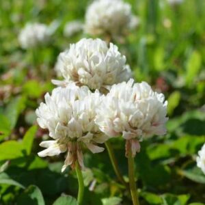 SeedRanch Nitro-Coated and Inoculated Seedranch White Dutch Clover Seeds - 5 Pounds