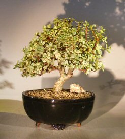 bonsai boy's baby jade bonsai tree - variegated portulacaria afra variegata
