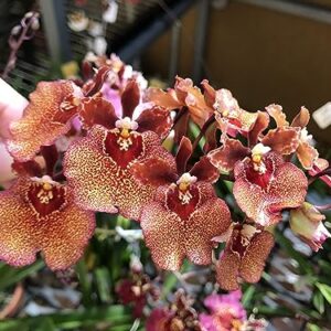 Nutricote. Timed Release Fertilizer. 18-6-8 180 Day. 2 Pounds. Orchids, Plants