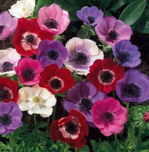 'de caen' anemone windflowers 15 bulbs 7/8 cm - very hardy!