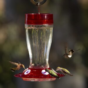 more birds bird health+ big gulp hummingbird feeder, glass hummingbird feeders for outdoors, 5 feeding stations, 40 ounces