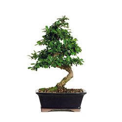 fukien tea bonsai tree (ft08) (indoor) from bonsaioutlet