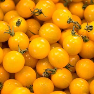 sunsugar sun sugar tomato seed ~ sweetest tomato available ? - extremely sweet - very early cherry tomato - 50 - 55 days (0015 seeds - 15 seeds - pkt. size)