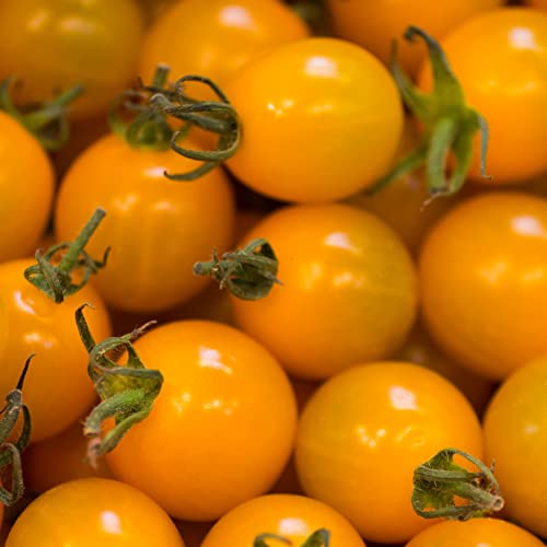 SUNSUGAR SUN SUGAR TOMATO SEED ~ SWEETEST TOMATO AVAILABLE ? - EXTREMELY SWEET - Very Early Cherry Tomato - 50 - 55 DAYS (0015 Seeds - 15 Seeds - Pkt. Size)